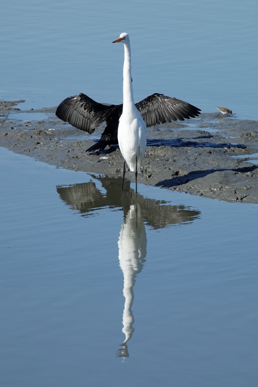 black-winged egrets